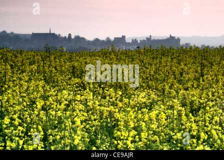 Blick über die Felder von Rapsöl, Arundel, West Sussex, England, uk Stockfoto