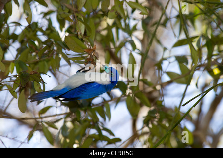 Blauer Vanga Stockfoto