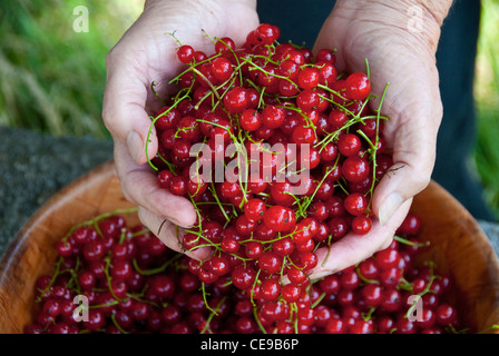 Ein Womans Hände halten frisch gepflückt Johannisbeer Stockfoto