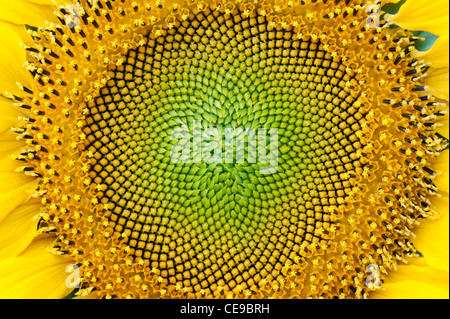 Sonnenblume mittleren Muster Stockfoto