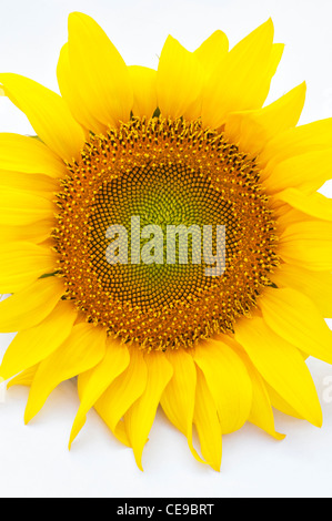 Sonnenblume vor einem weißen Hintergrund Stockfoto