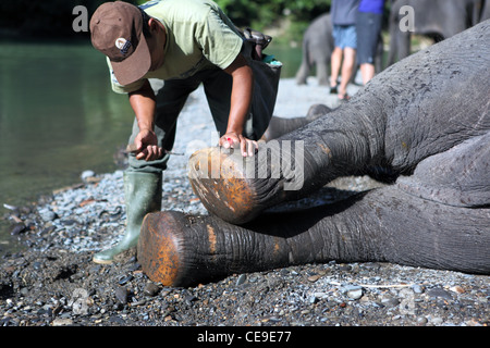 Ein Mahout extrahiert Steinen und Scherben bilden eine Sumatra-Elefanten-Füße bei Tangkahan im Gunung Leuser National Park. Stockfoto