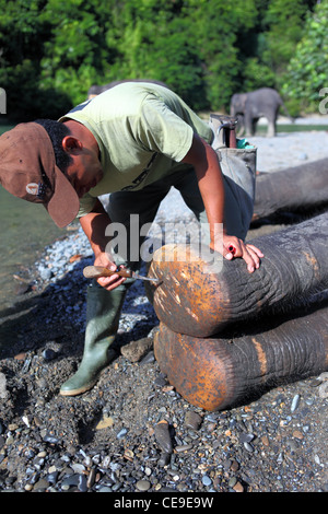 Ein Mahout extrahiert Steinen und Scherben bilden eine Sumatra-Elefanten-Füße. Gunung Leuser Nationalpark, Tangkahan, Nord-Sumatra Stockfoto