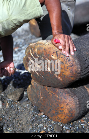 Ein Mahout extrahiert Steinen und Scherben bilden eine Sumatra Elefanten Füße Gunung Leuser Nationalpark, Tangkahan, Nord-Sumatra Stockfoto