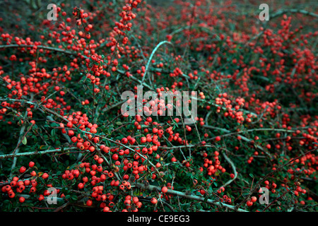 X suecicus Zwergmispel 'Coral Beauty' Stockfoto