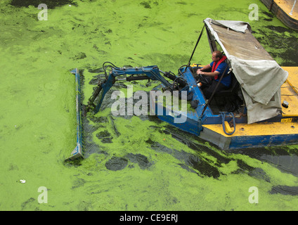 Kleines Boot mit Scooper zur Reinigung der Grünalgen aus dem Grand Union Canal, Paddington, London Stockfoto