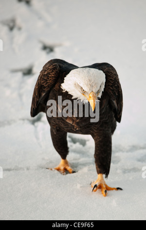 Weißkopf-Seeadler (Haliaeetus Leucocephalus) geht auf Schnee, Spuren zu hinterlassen. Stockfoto