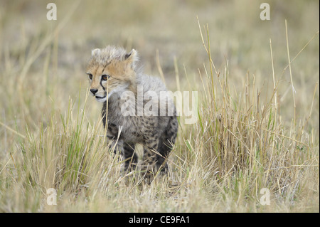 Die Cub Cheetah (Acinonyx Jubatus) im gelben Grases Stockfoto