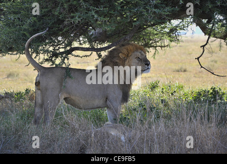 Der Löwe und Löwin haben eine Pause im Schatten einer Akazie. Stockfoto