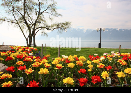 Rote und gelbe Blumen am Ufer des Genfer Sees. Im Hintergrund sehen Sie die schneebedeckten Gipfel der Alpen. Frühling in der Schweiz Stockfoto