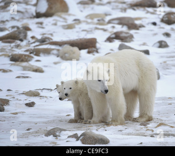 Polar Bärin mit jungen. Die polar Bärin mit zwei Kindern auf Schnee bedeckten Küste. Stockfoto