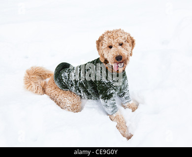 Apricot Pudel im Schnee Stockfoto