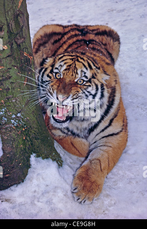 Junge Erwachsene weibliche Amur Tiger (Panthera Tigris Altaica) Stockfoto