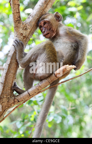 Makaken (Rhesus-Affen) sitzen auf dem Baum Stockfoto