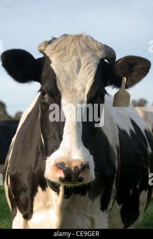 Eine Nahaufnahme Erfassung einer Holstein-Friesian-Kuh Stockfoto
