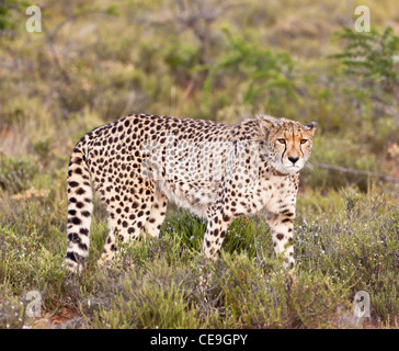 Sibella der Gepard Samara private game Reserve Eastern Cape, Südafrika Stockfoto