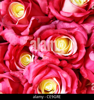 Rote Rosen werden als Hintergrund verwendet Stockfoto