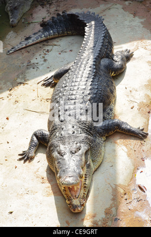 Großes Krokodil mit offenen Backen hautnah Stockfoto