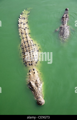 Zwei Krokodile in einem schlammigen Flusswasser Stockfoto