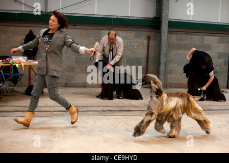 Afghanischer Windhund im Show-Ring laufen. Stockfoto