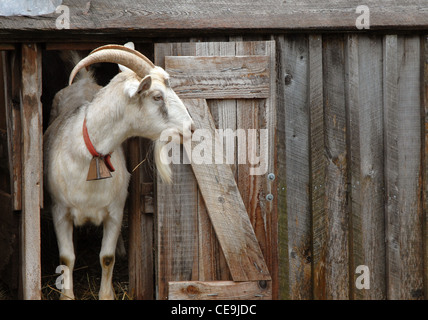 Ziege auf einer Farm in Nova Scotia Stockfoto