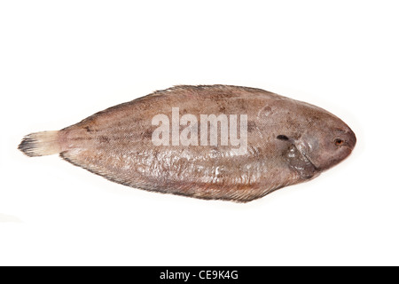 Dover sole (Solea Solea) Fisch ganz auf ein weißes Studio-Hintergrund. Stockfoto