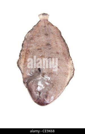 Dover sole (Solea Solea) Fisch ganz auf ein weißes Studio-Hintergrund. Stockfoto