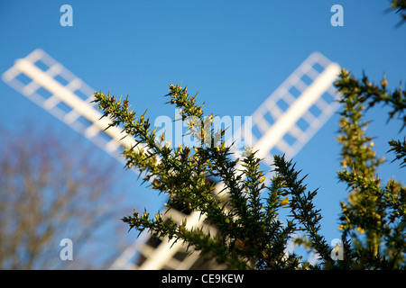 Ginster "Ulex Europaeus" Bush und Reigate Windmühle Postmill Kirche in Heide Reigate, Surrey im Februar Stockfoto