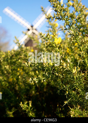 Ginster "Ulex Europaeus" Bush und Reigate Windmühle Postmill Kirche in Heide Reigate, Surrey im Februar Stockfoto