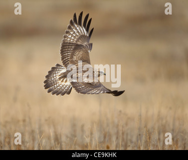 Eine grobe – Dreibein Hawk im Flug, Western Montana Stockfoto