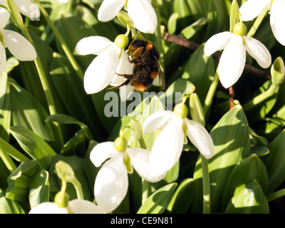Bumble Bee Bombus Hortorum auf einer Schnee fallen Galanthus Nivalis Blume Stockfoto