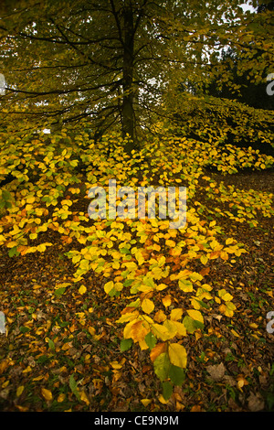 anmutige Birke auf dem Gelände des Hardwick Hall im Herbstlaub. Stockfoto