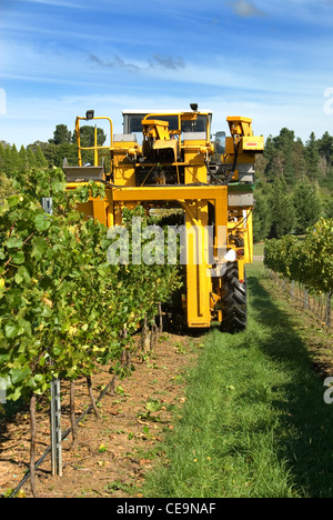 Die Ernte der Trauben im Weinberg in der Nähe von Sutton Wald am südlichen Hochland von New South Wales, Australien Stockfoto