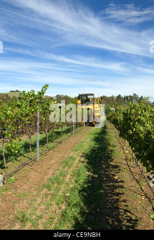 Die Ernte der Trauben im Weinberg in der Nähe von Sutton Wald, New-South.Wales, Australien Stockfoto