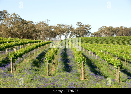 Reihen der Weinstöcke in einem Weinberg am südlichen Hochland von New South Wales, Australien Stockfoto