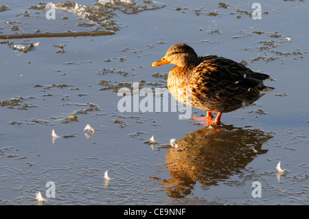 Stockente weiblich Anas Platyrhynchos, Welney WWT, Norfolk, England, UK Stockfoto