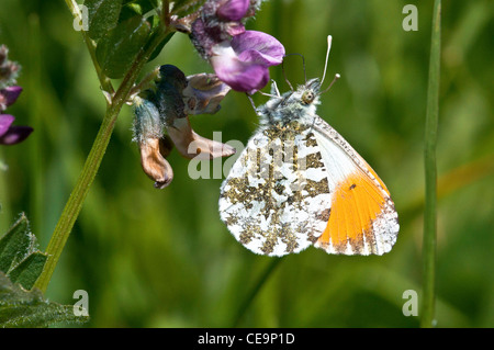 Orange-Tip Schmetterling ("Anthocharis Cardamines") Stockfoto