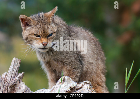 Schottische Wildkatzen (Felis silvestris grampia) Stockfoto