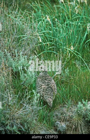 Weibliche mehr Sage Grouse (Centrocercus Urophasianus) im Sommer, Bodie State Historical Park, östlichen Kalifornien uns Stockfoto