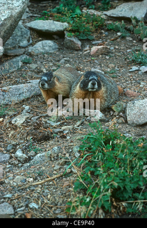 Erwachsenen Yellow Belly Murmeltiere (Marmota Flaviventris) Rocky Mountain National Park, Colorado USA. Im Zusammenhang mit Hoary Marmot-Nordwest. Stockfoto