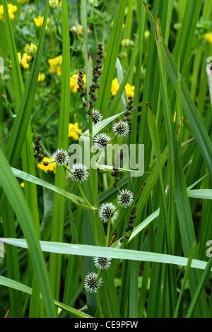 Verzweigte Bur-reed (Sparganium Erectum) Stockfoto
