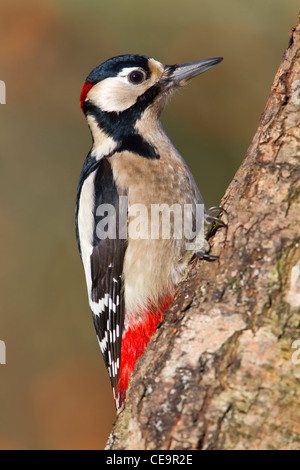 BUNTSPECHT-MÄNNCHEN AN EINEM BAUMSTAMM Stockfoto