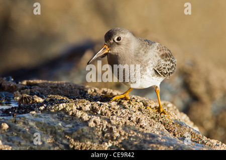 Meerstrandläufer thront auf einem Barnacle abgedeckt Rock. Stockfoto