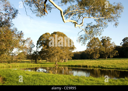 Einen kleinen Damm auf einer Farm in der Nähe von Moss Vale, New-South.Wales, Australien Stockfoto