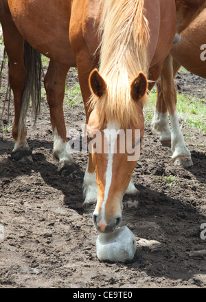 Pferd leckt Steinsalz auf der Alm Stockfoto