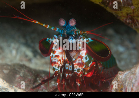 Frontale Ganzkörper Blick auf ein Peacock Fangschreckenkrebs außerhalb seiner Burrow, Meeres-Nationalpark Komodo, Indonesien (Odontodactylus) Stockfoto