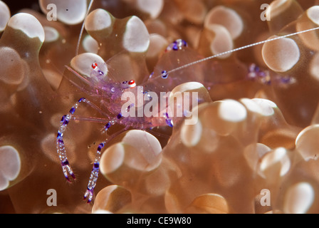 Eine anmutige Anemonen Garnele aus Lembeh Strait, Nord-Sulawesi Indonesien. (Ancylomenes Venustus) Stockfoto