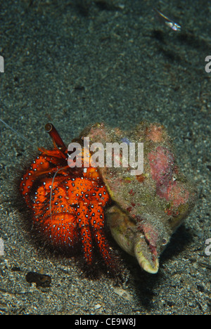 Ein Roter Einsiedlerkrebs kriechen auf dem schwarzen Sandboden auf einer lokalen Site in Bunaken National Marine Park, Indonesien Stockfoto