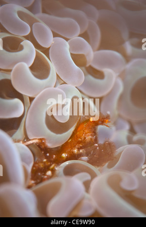 Ein Orang-Utan-Krabbe in der Anemone, Bunaken Marine Park, Indonesien (Oncinopus) Stockfoto