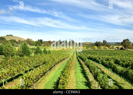 Reihen der Weinstöcke in einem Weinberg am südlichen Hochland von New South Wales, Australien Stockfoto
